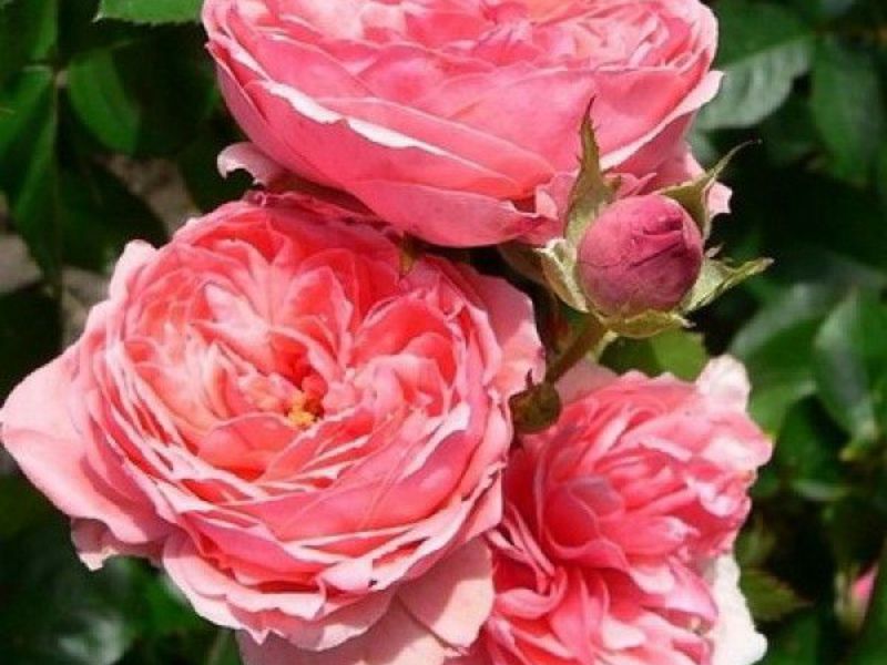 Štetnici ruža Kako se uzgajaju ruže floribunda