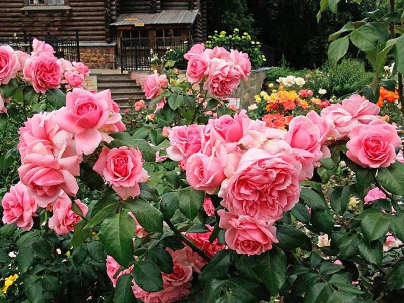 Transplantacija ruže Ruže Floribunda