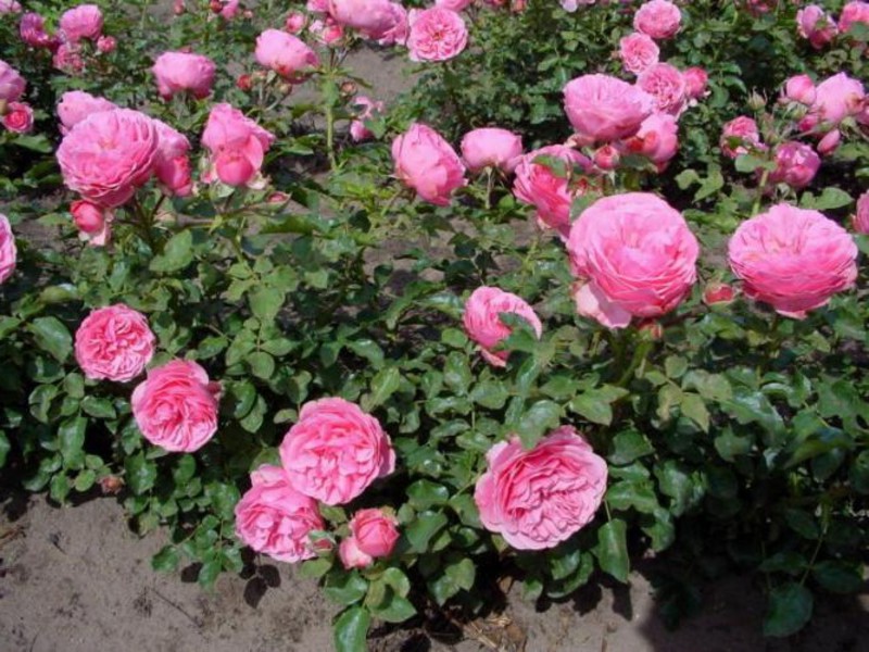 Ruže Floribunda Značajke raznolikosti ruža