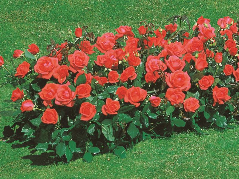 Ruže Floribunda Sorte i vrste ruža