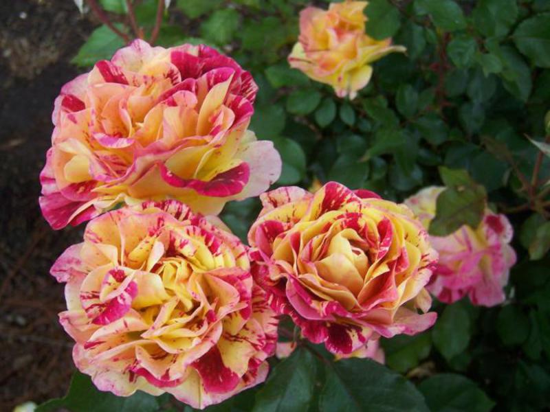 Recenzije ruža Floribunda Uvjeti za uzgoj ruža
