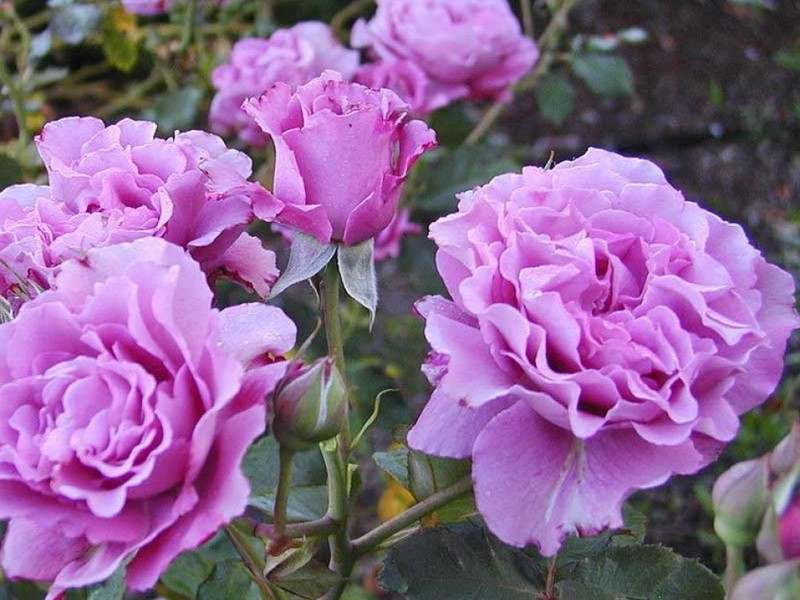 Ruže Floribunda i njihova upotreba Sorte Floribunda