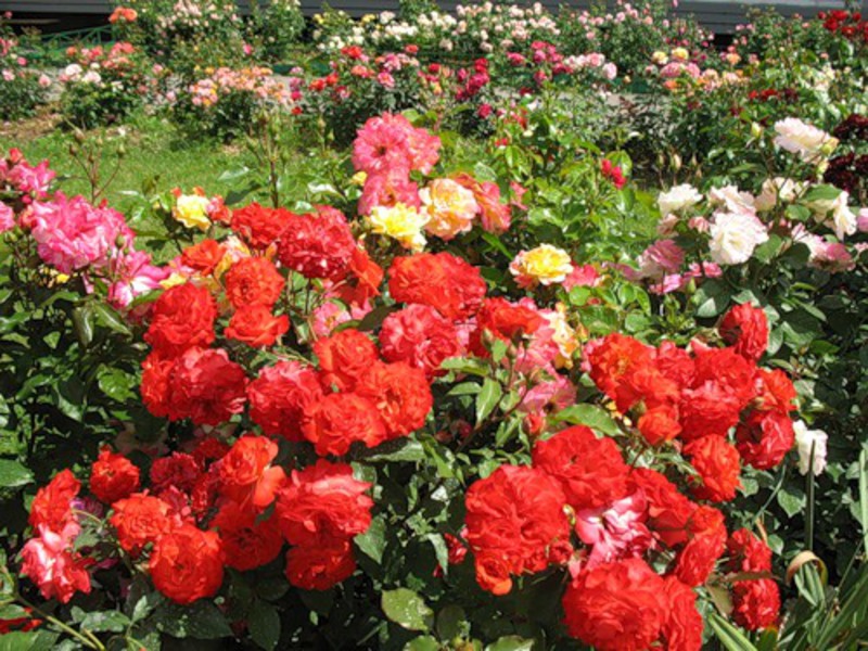 Kako uzgajati ruže floribunde Ruže Floribunda