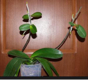 Kako presaditi falaenopsis