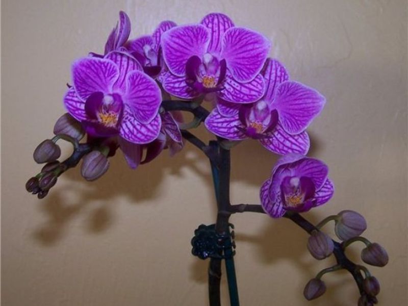 Kako zalijevati orhideje phalaenopsis