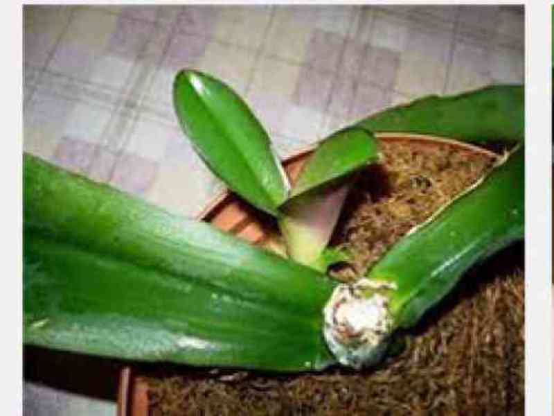 Kako presaditi falaenopsis - korak po korak upute