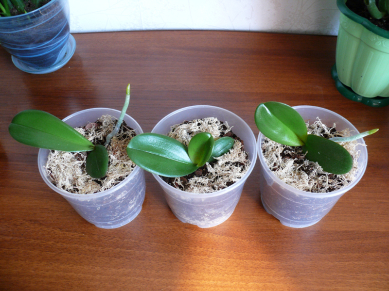 Transplantirane bebe