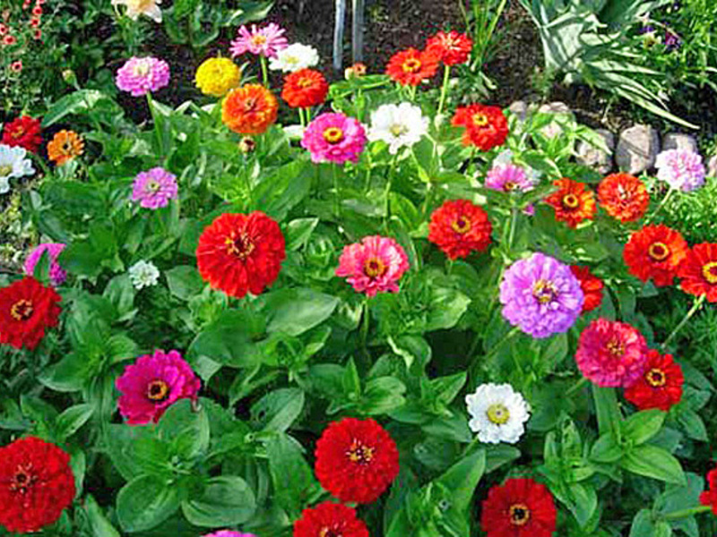 Zinnia graciozna Cvjetovi cinije