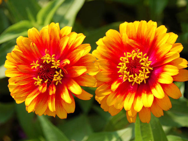 Zinnia graciozna Cvjetovi cinije