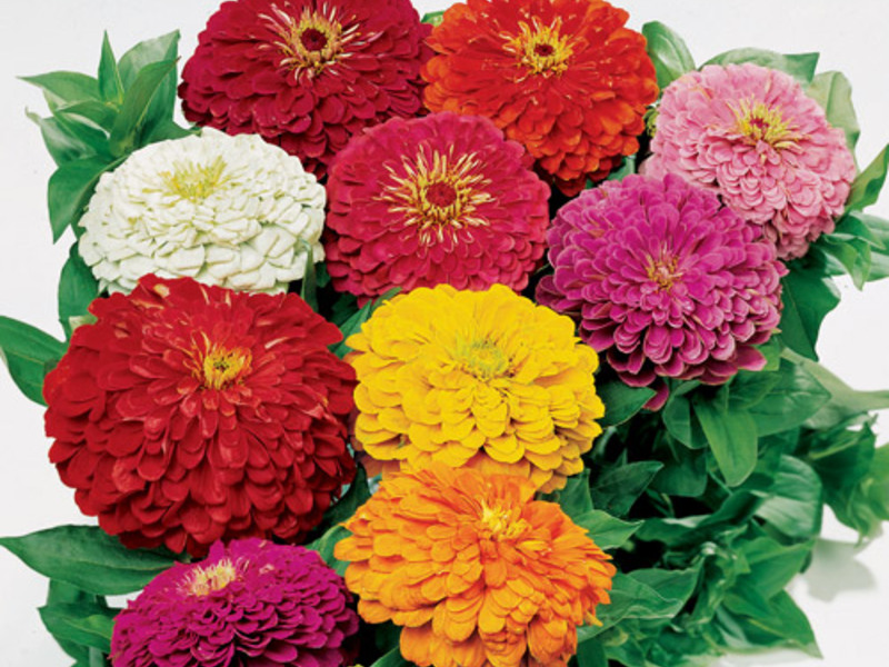 Zinnia graciozna Kako izgleda cvijet cinije