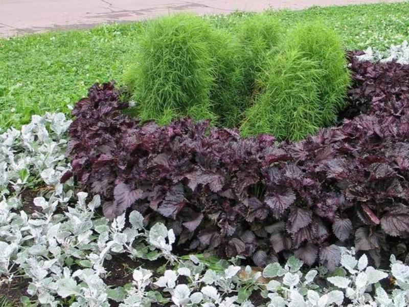 Cinerarija na cvjetnom krevetu Uzgoj cinerarije