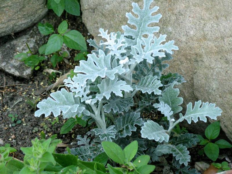 Kako izgleda cvijet cinerarije? Izgled biljke Cineraria