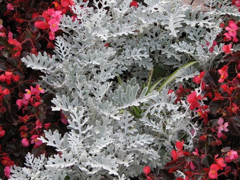 Cineraria: sadnja i njega Njega biljaka Cineraria