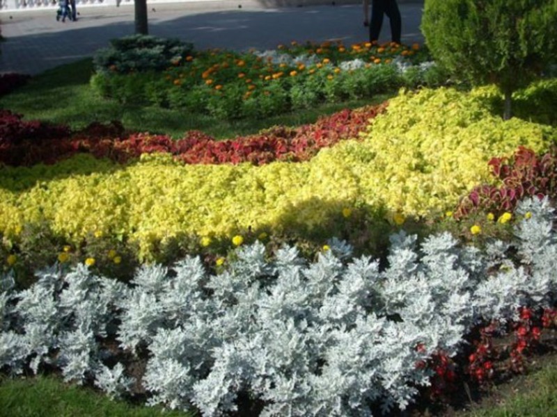 Mjesto za sadnju cvijeta cinerarije Kako izgleda cineraria silver?