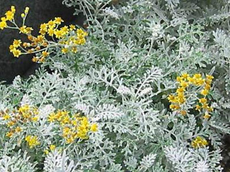 Cineraria primorska Kako se koristi cvijet cinerarium