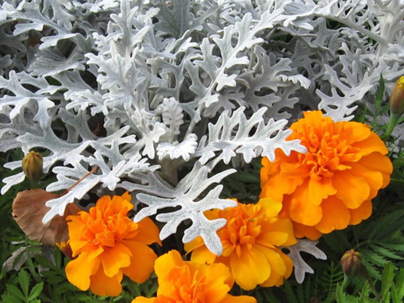 Cvijet cinerarije - opis Opis biljke cineraria