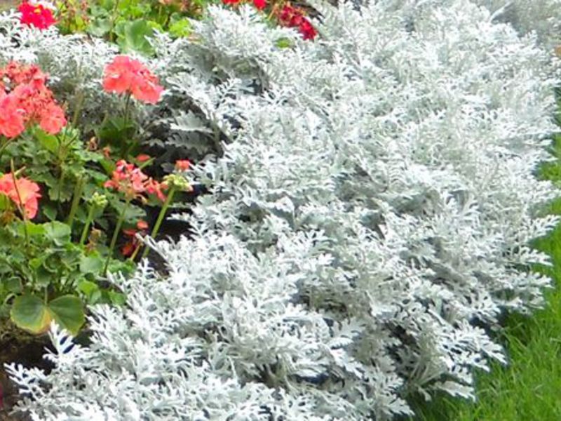 Kako izgleda cvijet cinerarije? Cineraria srebrnasta