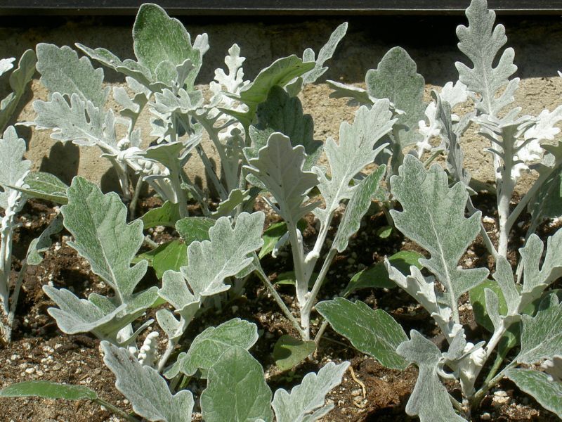 Cineraria primorska Razdoblje cvatnje biljke Cineraria