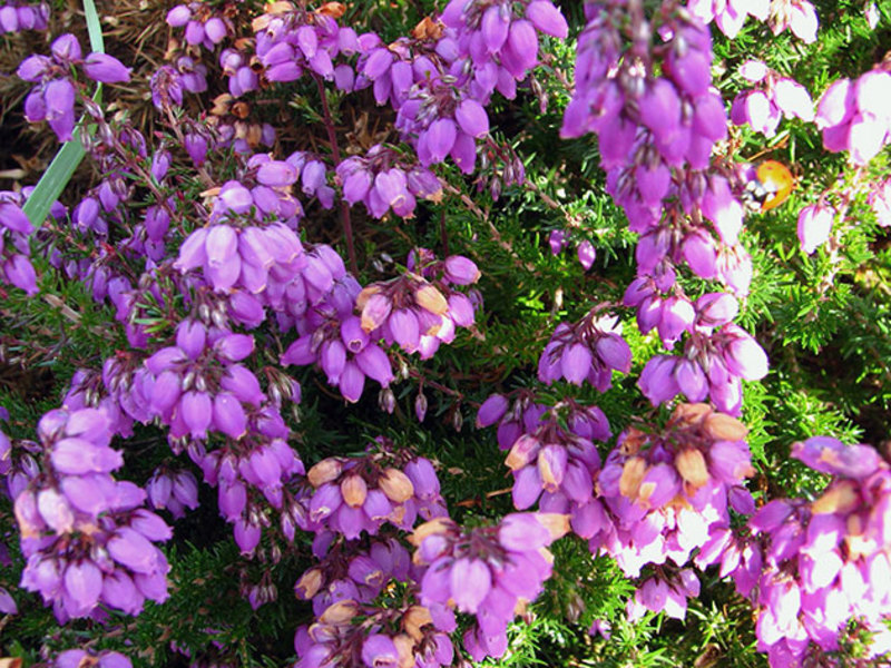Obična vrijesak / Calluna vulgaris Calluna vulgaris latinski je naziv za uobičajeni vrijesak.