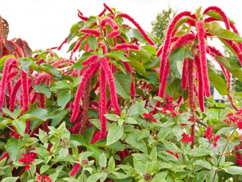 Amaranth vrlo lijepo cvjeta na parceli u vrtu. Amaranth na mjestu je svijetli cvijet.