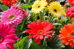 Vrt Gerbera je prekrasan višegodišnji cvijet koji raste u vrtu.