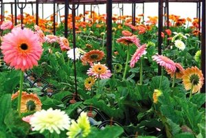 Gerberas u stakleniku - fotografija cvjetnica.