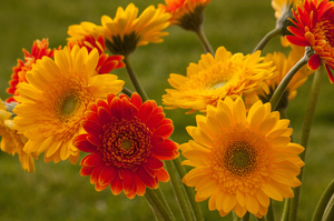 Vrtno cvijeće Gerbera lijepo raste u zemlji.
