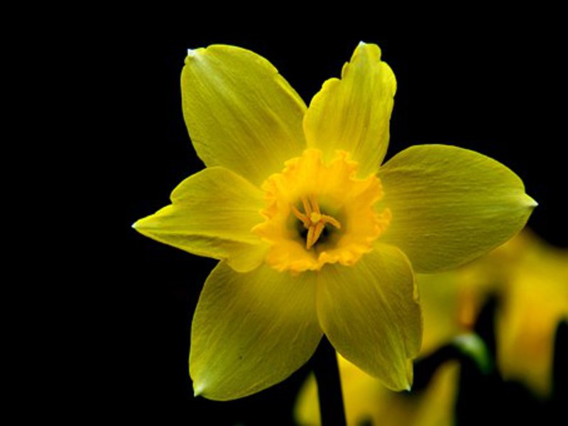 Narcisi Jonquillia Vrtni cvijet narcis