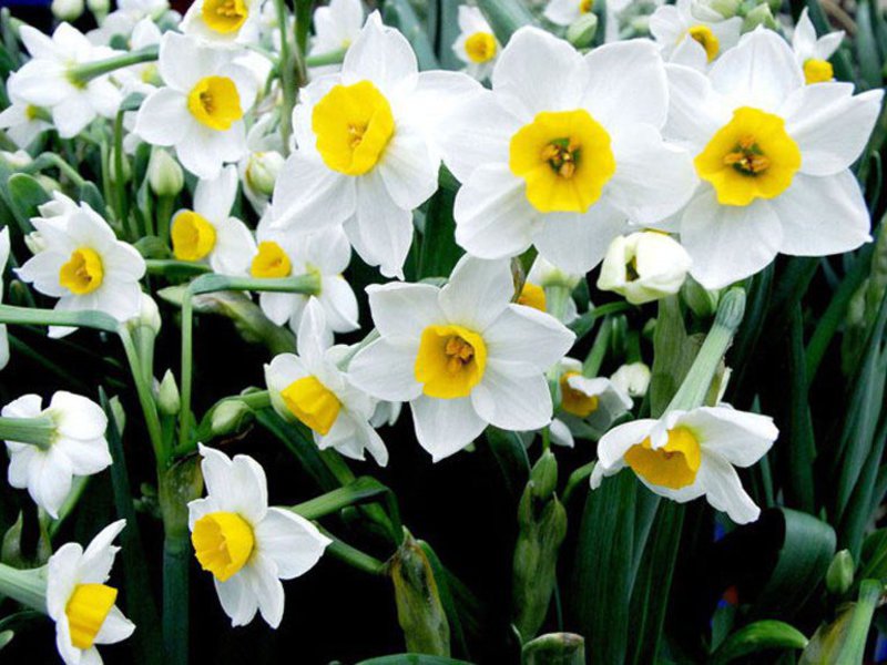 Daffodil lukovica biljka Bolesti narcisa