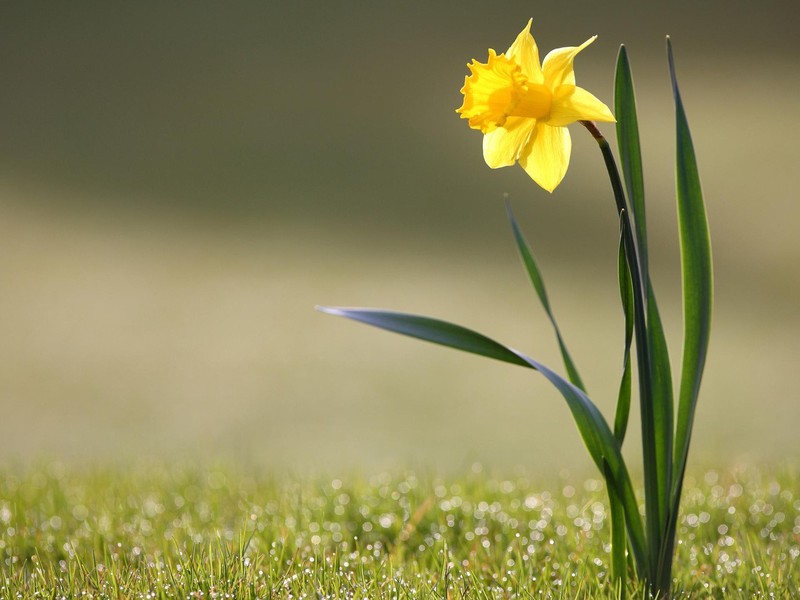 Kako narcis cvjeta Sadnja i briga o narcisima