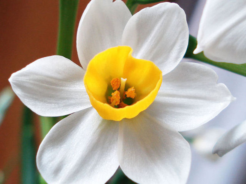 Narcisi Jonquillia Sorta narcisa