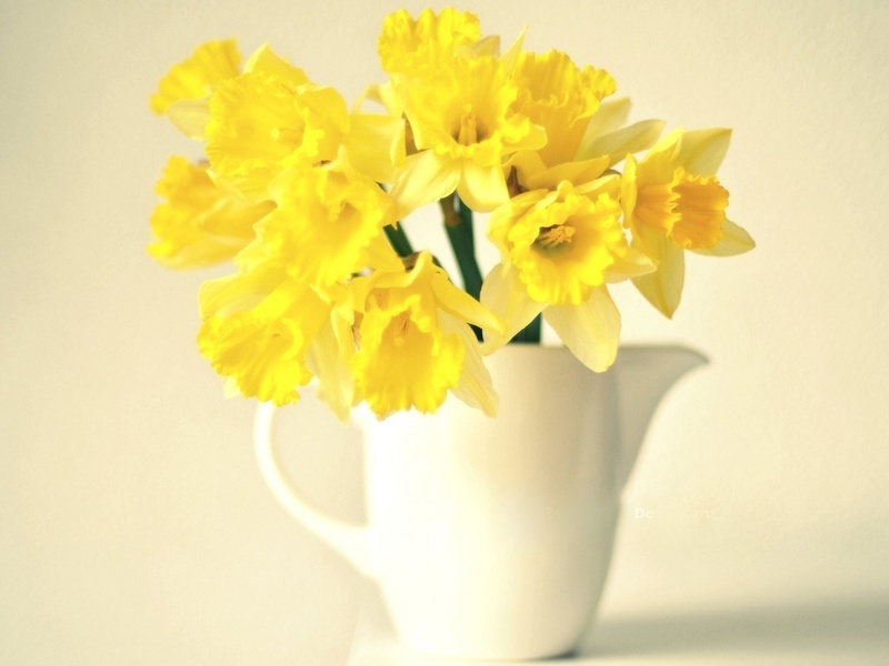 Narcisi u sastavu Opis biljke narcis