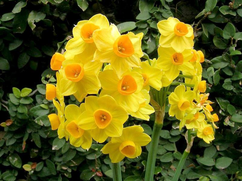 Cvjetajući narcisi Kad narcisi procvjetaju