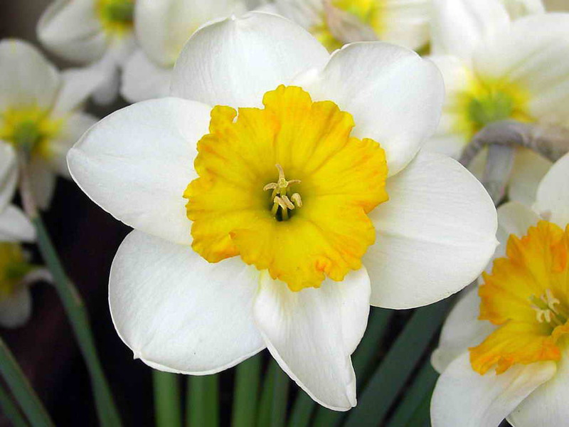 Narcisi Jonquillia Sorte i vrste narcisa