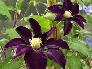 Clematis ljubičasta