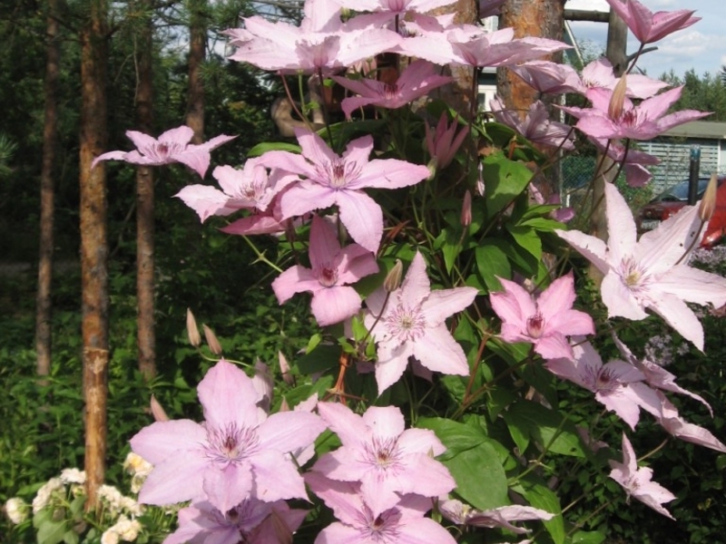 Klematis velikih cvjetova Clematis ljubičasta