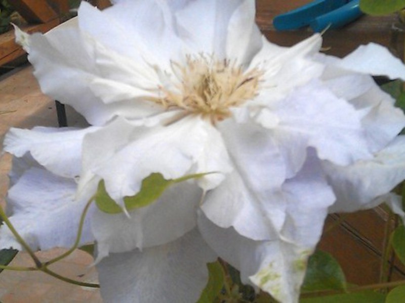 Clematis: obrezivanje skupina Kako clematis cvjeta