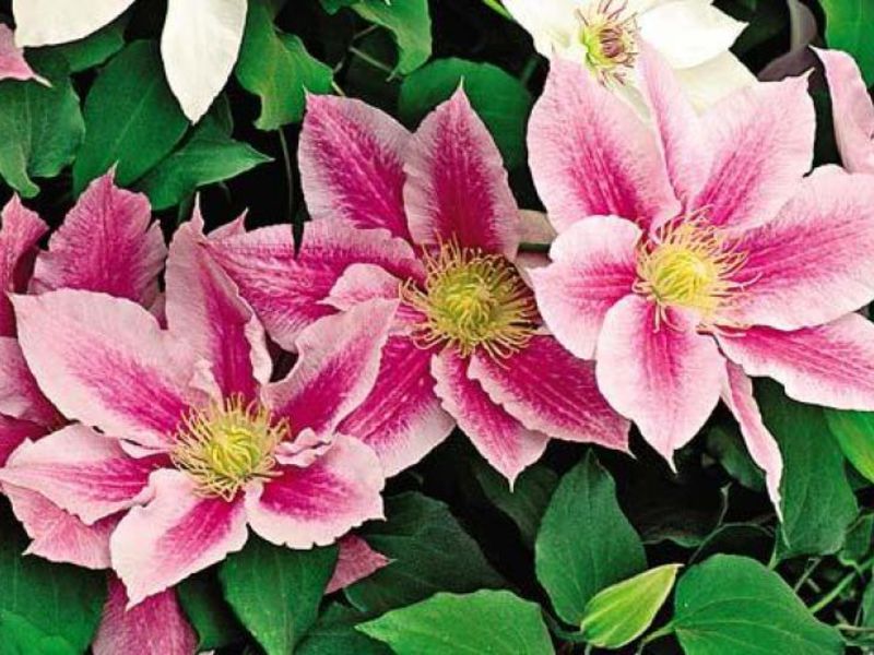 Uzgoj klematisa Clematis ljubičasta
