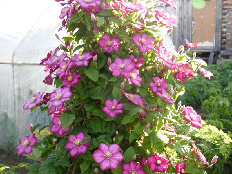 Obrezivanje klematisa Clematis iz skupine za obrezivanje sorte