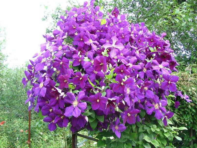 Grm Clematis Uzgoj klematisa