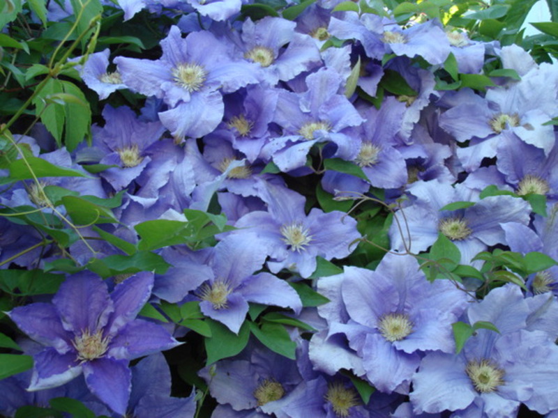 Klematis velikih cvjetova Clematis ljubičasta