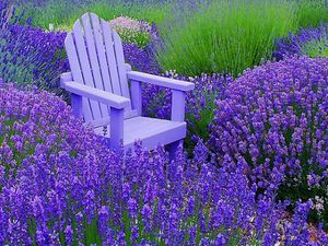 Koja svojstva ima lavanda?