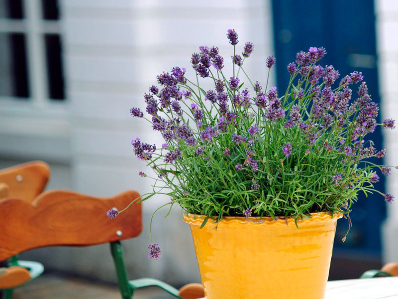 Farma lavanda