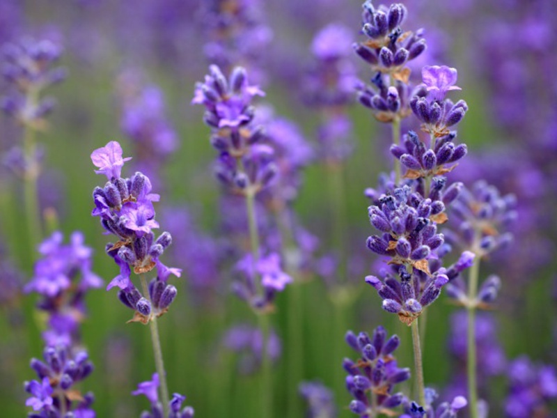 Kako se koristi lavanda