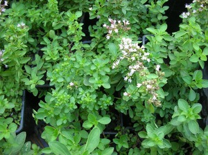 Origano cvjeta u malim cvjetovima, ali tijekom razdoblja cvatnje aroma se znatno povećava.