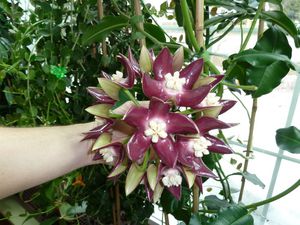 Cvjetajuća kućna sorta bršljana Hoya imperialis Lindl