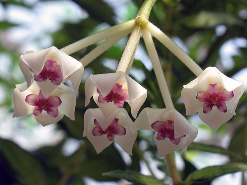 Hoya lijepa (Hoya bella) - vrsta voštanog bršljana. Hoya je lijepa tijekom cvatnje - fotografija cvatova.