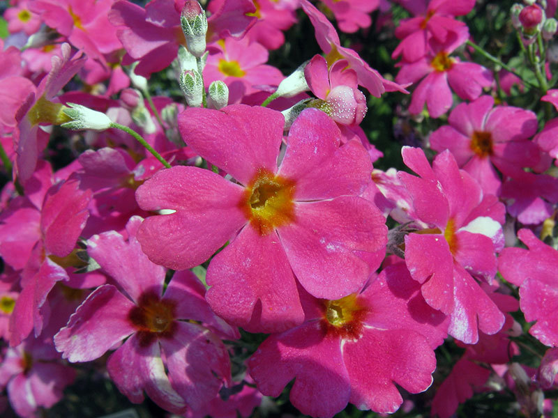 Primula malacoides / Mekani jaglac (mekolisni) Blagi jaglac je druga vrsta jaglaca.