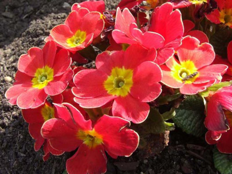 Primula sinensis - jaglac bez stabljike Primula sinensis - svijetli lijepi cvjetovi