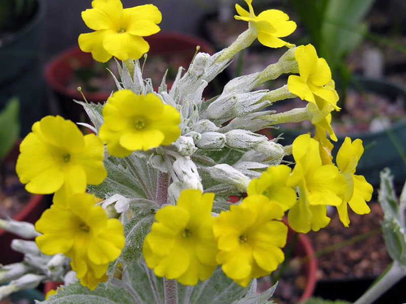 Primula kewensis Jaglac Chusa - žuti cvjetovi.